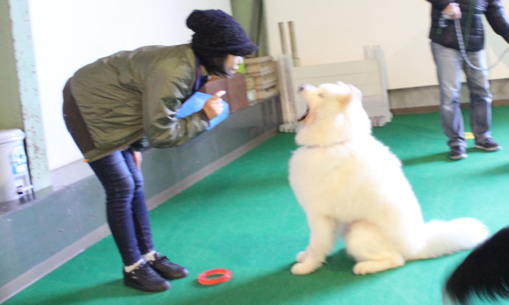 犬のしつけ お悩み相談＆アドバイスレッスン