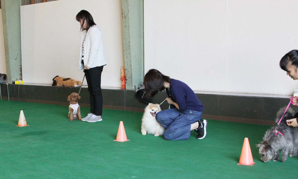 犬のしつけ体験 初級お試し体験【3回】