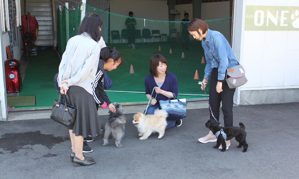 犬のしつけ体験 初級お試し体験【3回】