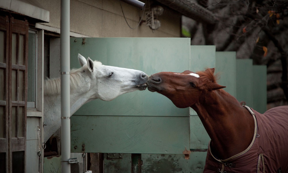 初心者におすすめ ひき馬乗馬