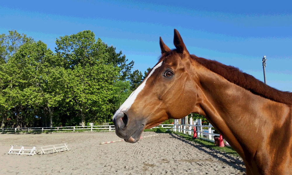 初心者におすすめ ひき馬乗馬