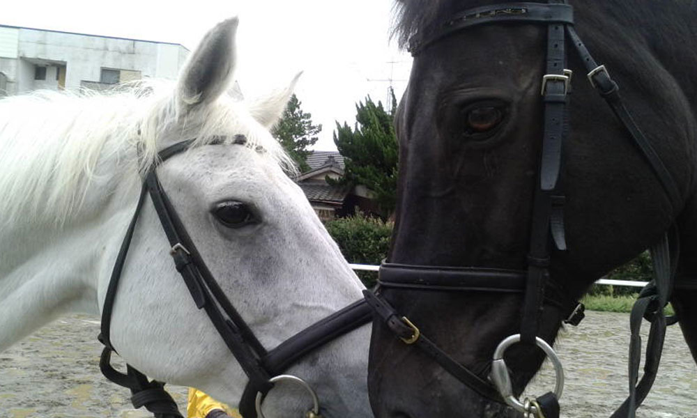 初心者におすすめ ひき馬乗馬