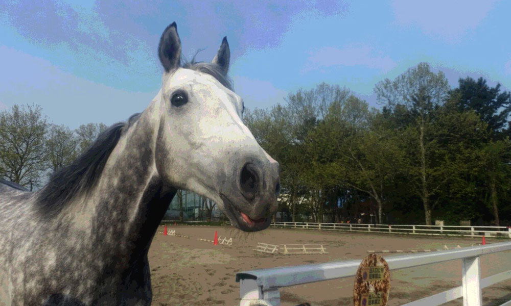 初心者の乗馬 マンツーマンレッスン