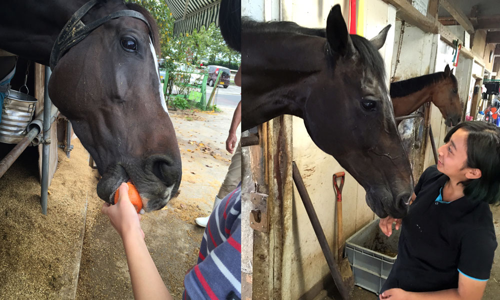 初心者の乗馬 マンツーマンレッスン