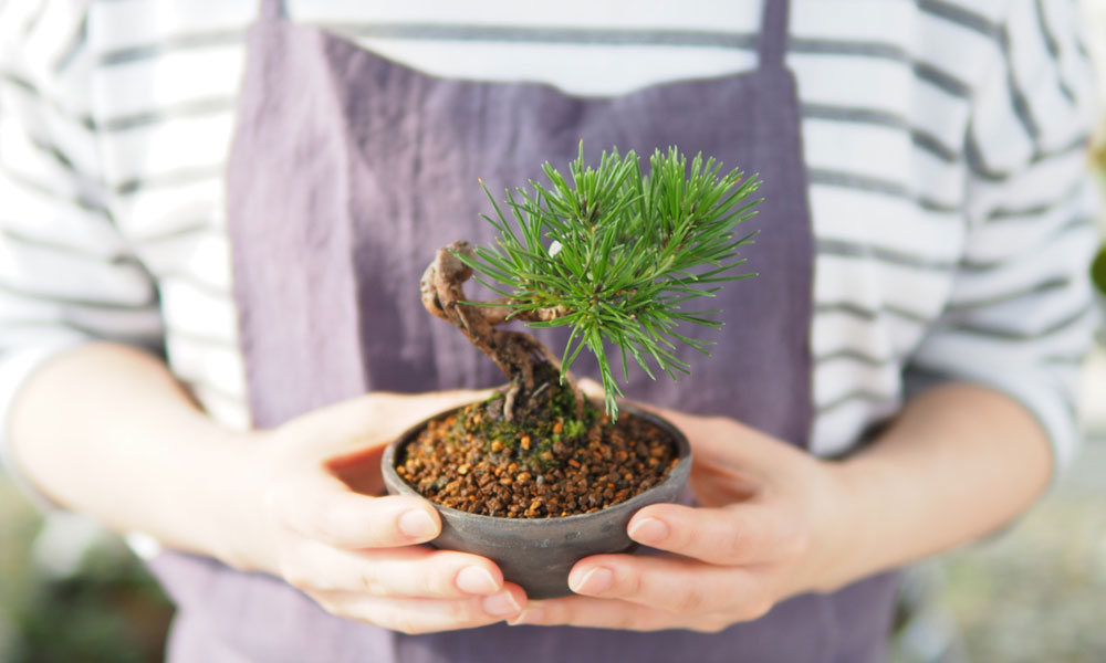 ミニ盆栽の鉢植え