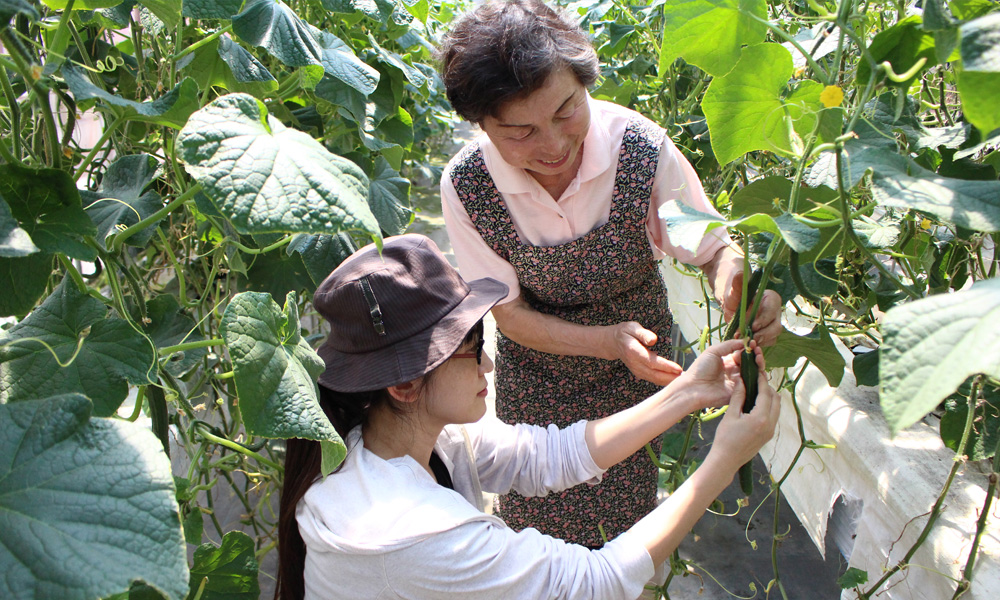 旬な野菜の収穫【野菜持ち帰りパック1箱（小）】