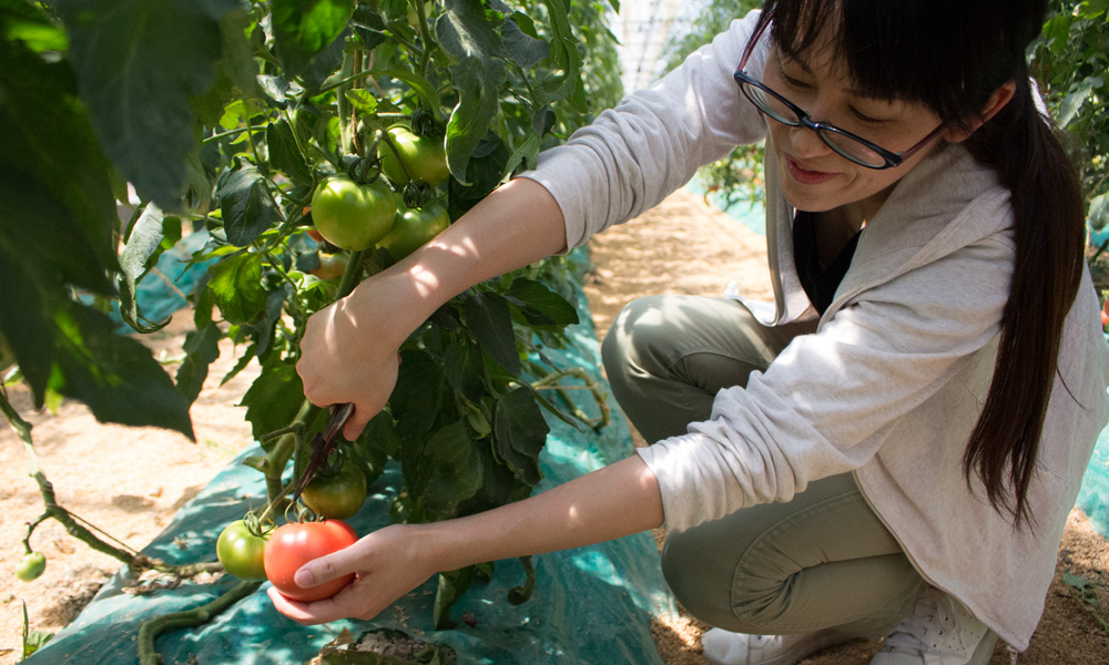 旬な野菜の収穫【野菜持ち帰りパック1箱（小）】