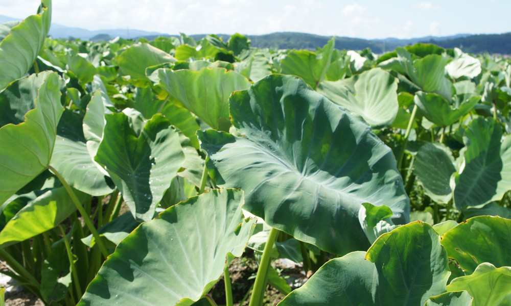 旬な野菜の収穫【野菜持ち帰りパック1箱（小）】